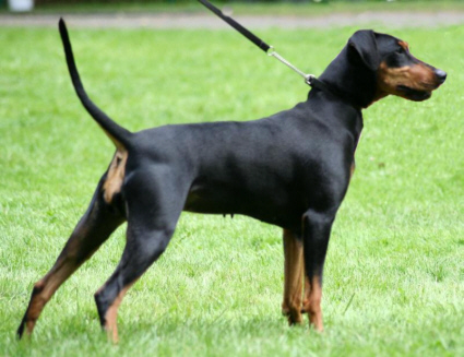 LOEKA vom Unteren Niederrhein | German Pinscher 