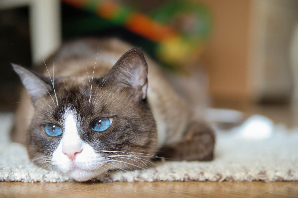 Snowshoe cat 