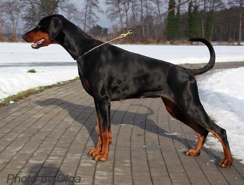 Baronessebeatrice v.d. Rotbuche | Black Doberman Pinscher