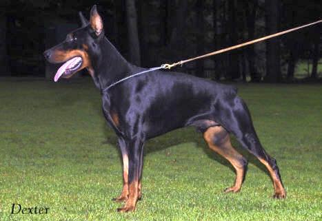 Dexter v. Harten Kern | Black Doberman Pinscher