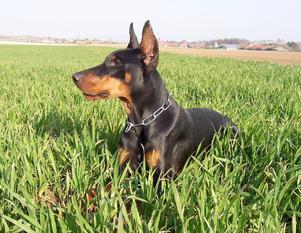 Eron v. Harten Kern | Black Doberman Pinscher