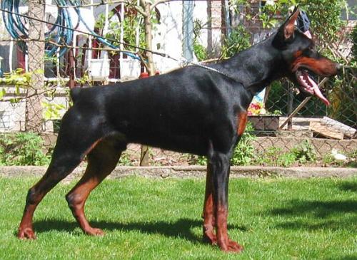 Fabio Naiss Ginga House | Black Doberman Pinscher