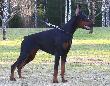 Sant Kreal La Baronessa Nera | Black Doberman Pinscher