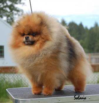 Cr Tuff Guy Of Isabella | German Spitz 