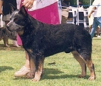 Castle Butte's Blue Maverick | Australian Cattle Dog 