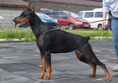 Sant Kreal Lady Bravissima | Black Doberman Pinscher