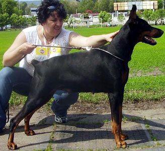 Edmair Indira | Black Doberman Pinscher