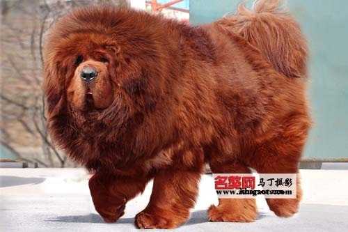 Shenghuo | Tibetan Mastiff 