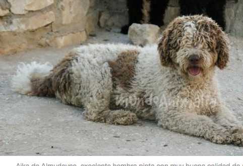 Ajala de Almudeyne | Spanish Water Dog 