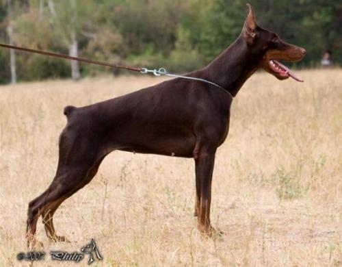 Fanna Naiss Ginga House | Brown Doberman Pinscher