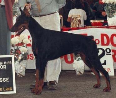 Onix v. Norden Stamm | Black Doberman Pinscher