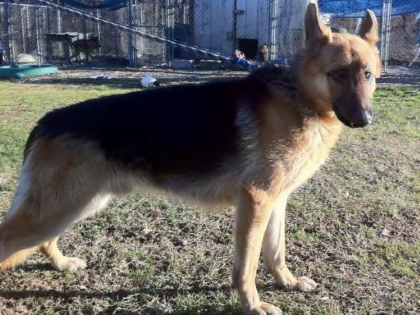 Shay's Jonesie Vom Quatro | German Shepherd Dog 