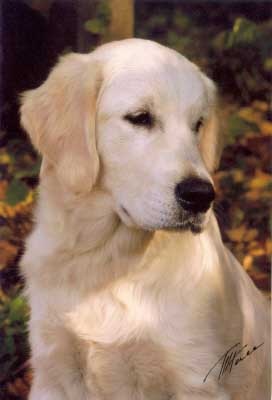 New Star Staszel | Golden Retriever 