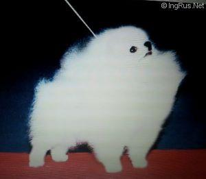 Tong Jiang Of Chiao Li Ya | Pomeranian 