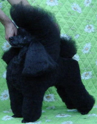Shalankas Say A Lil Prayer | Poodle 