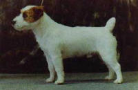 Malung/JR Napoleon | Jack Russell Terrier 