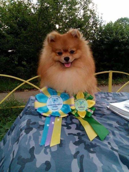 SHA MA NI STAR AUTUMN WALTZ | German Spitz 