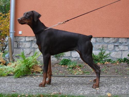 Djamila Elite House | Brown Doberman Pinscher