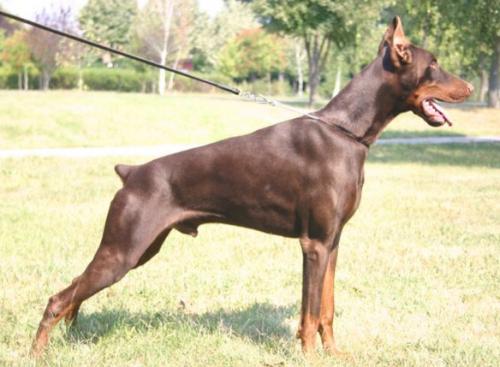 King Kong v. Hunnoterra | Brown Doberman Pinscher