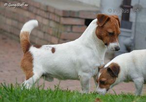 Gang-Staff C'Mon | Jack Russell Terrier 