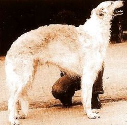 Orlow's Orjol | Borzoi 