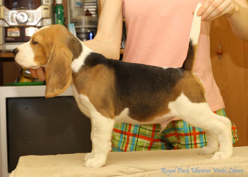 Royal Pack Ukraine Vento Libero | Beagle 