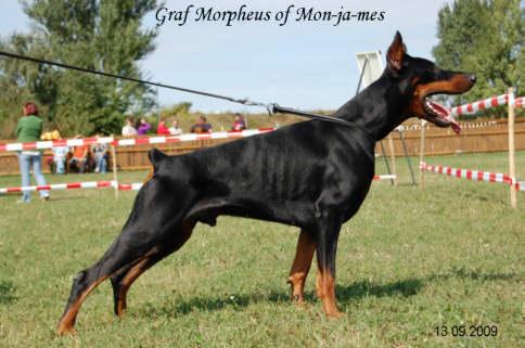 Graf Morpheus of Mon-Ja-Mes | Black Doberman Pinscher