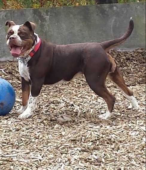 Yorkshire Bullyz Tia Of WRB's | Olde English Bulldogge 