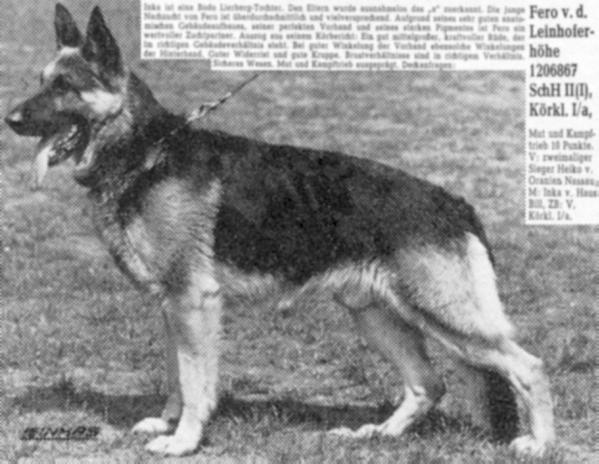 Fero von der Leinhoferhöhe | German Shepherd Dog 