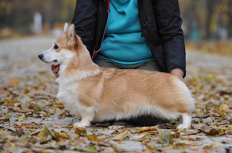 Ingermanlandija Zamarian For Frosten Rusland | Pembroke Welsh Corgi 