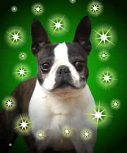 Annalee Nemo | Boston Terrier 