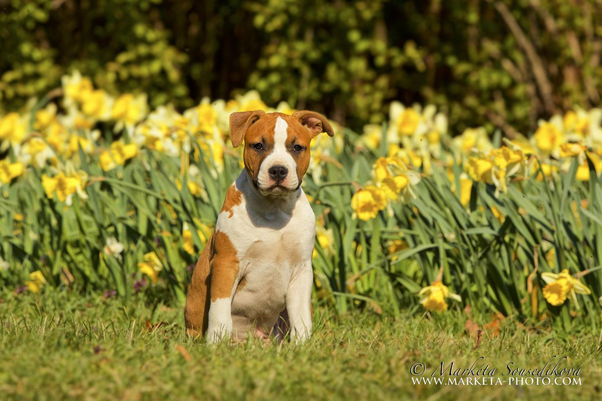 Calvet Ohnivý pahorek | American Staffordshire Terrier 