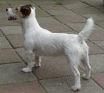 Pride Jamie Lee V. Ons Eiland | Jack Russell Terrier 