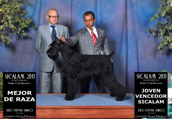 Belrod canarias venus | Giant Schnauzer 