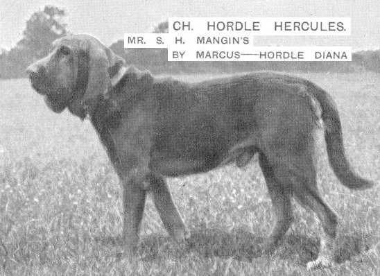 Hordle Hercules | Bloodhound 