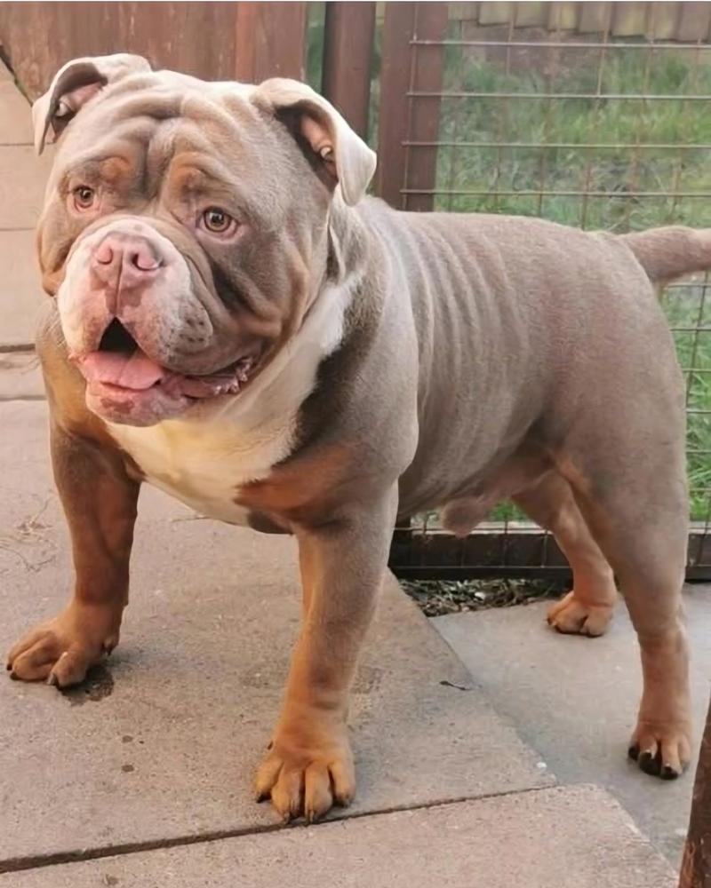 Bruntons Bullyz Bronson | Olde English Bulldogge 