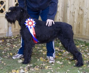 Tara's Dakota | Giant Schnauzer 