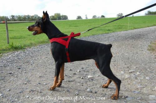 Gräfin Diva Jimona of Mon-ja-mes | Black Doberman Pinscher