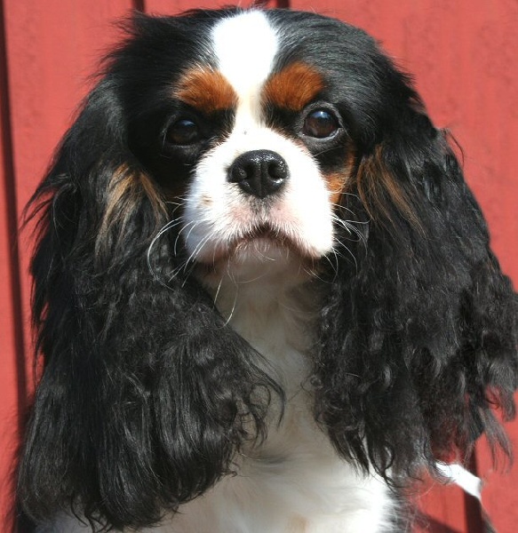 Lazycroft's for your eyes only | Cavalier King Charles Spaniel 