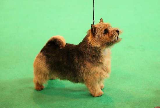 RAGUS DEVINE DEVIL | Norwich Terrier 