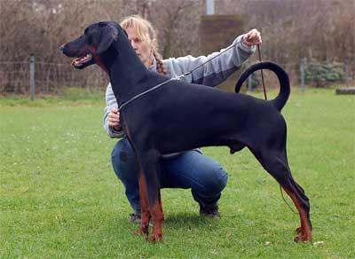 Cenzo v. Wappen zu Heyden | Black Doberman Pinscher