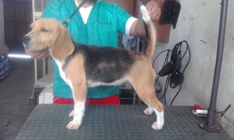 ISIS ANSOL DE COTOPAXI | Beagle 