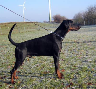 Carlo v. Wappen zu Heyden | Black Doberman Pinscher