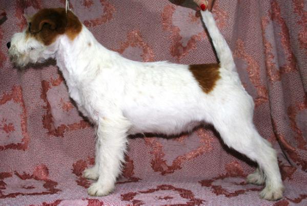 ROYAL DI SAN RUFFINO JACK AURORA | Jack Russell Terrier 