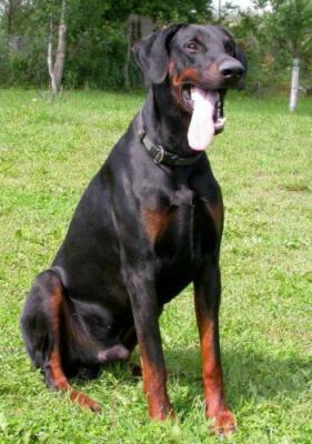 Iwo v.d. Fuggerstadt | Black Doberman Pinscher