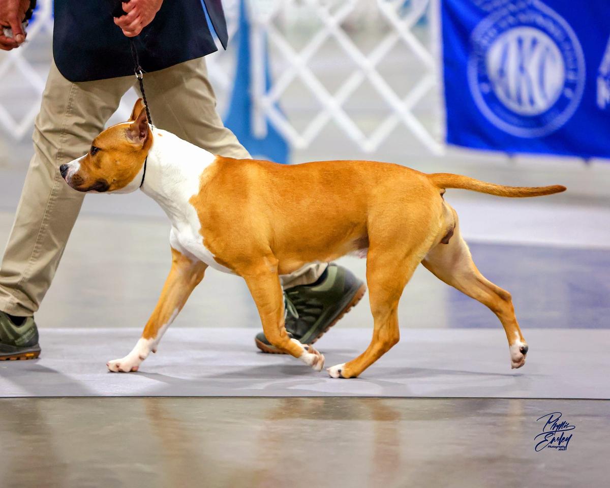 Odylic's Siren Song At Obsession | American Staffordshire Terrier 