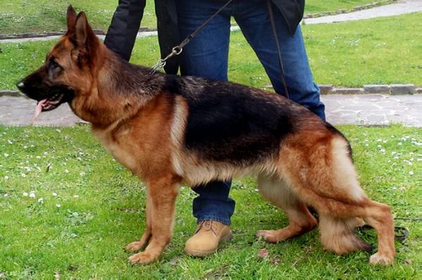 Tess della Valcuvia | German Shepherd Dog 
