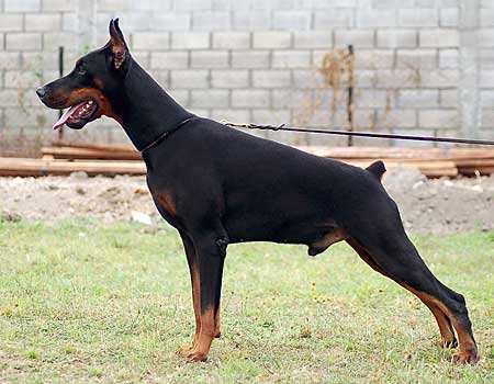 Eria Pro Conrad | Black Doberman Pinscher