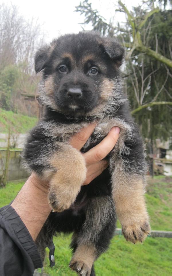 Dylan Dell'Emilius | German Shepherd Dog 