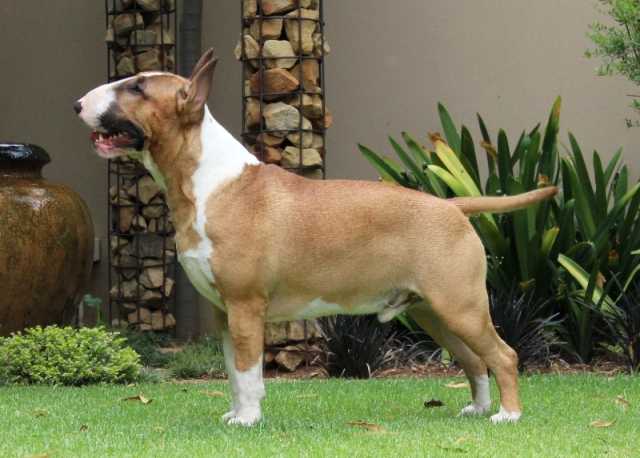 Shodan Maximus | Bull Terrier 